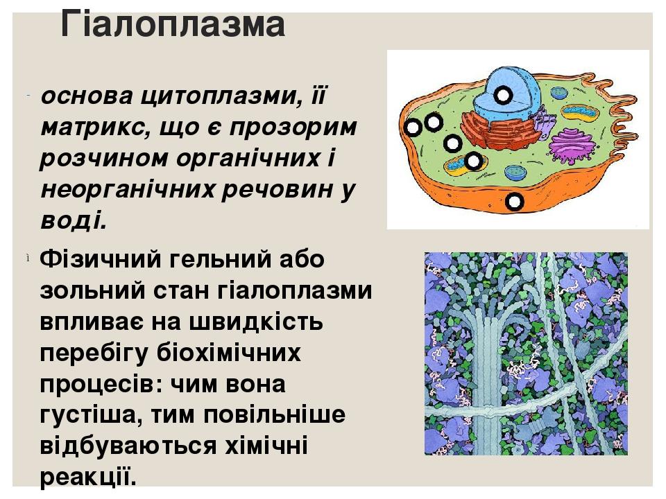 Гіалоплазма основа цитоплазми, її матрикс, що є прозорим розчином органічних і неорганічних речовин у воді. Фізичний гельний або зольний стан гіало...