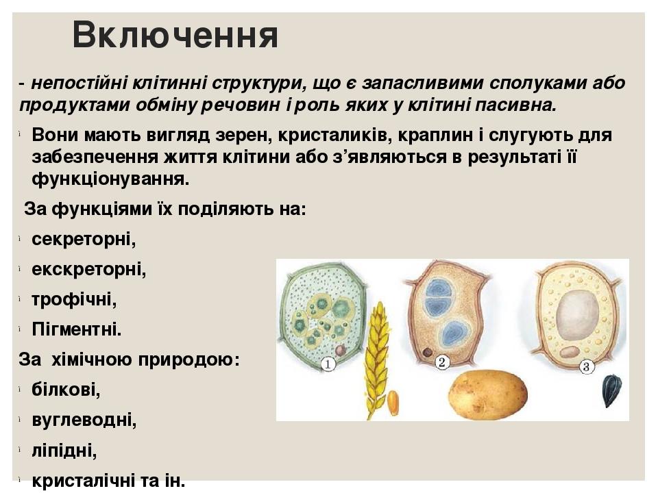 Включення - непостійні клітинні структури, що є запасливими сполуками або продуктами обміну речовин і роль яких у клітині пасивна. Вони мають вигля...