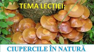 Lecție la științele naturale "Ciuprcile în natură"