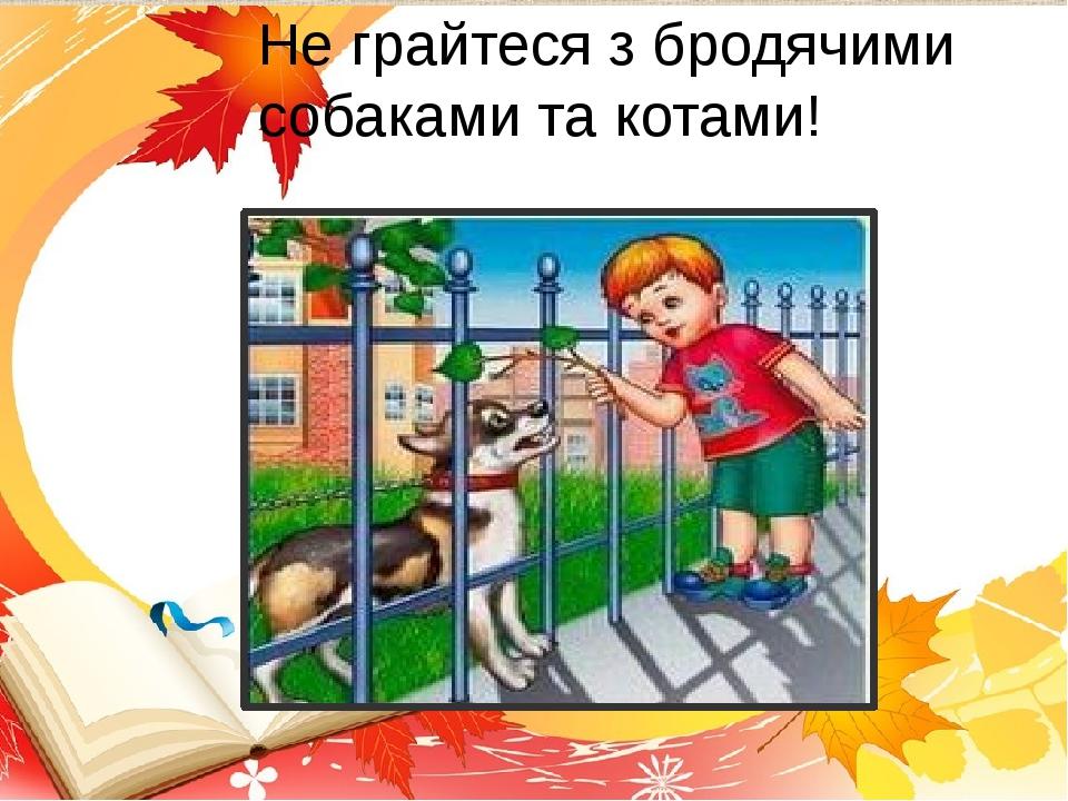 Не грайтеся з бродячими собаками та котами!