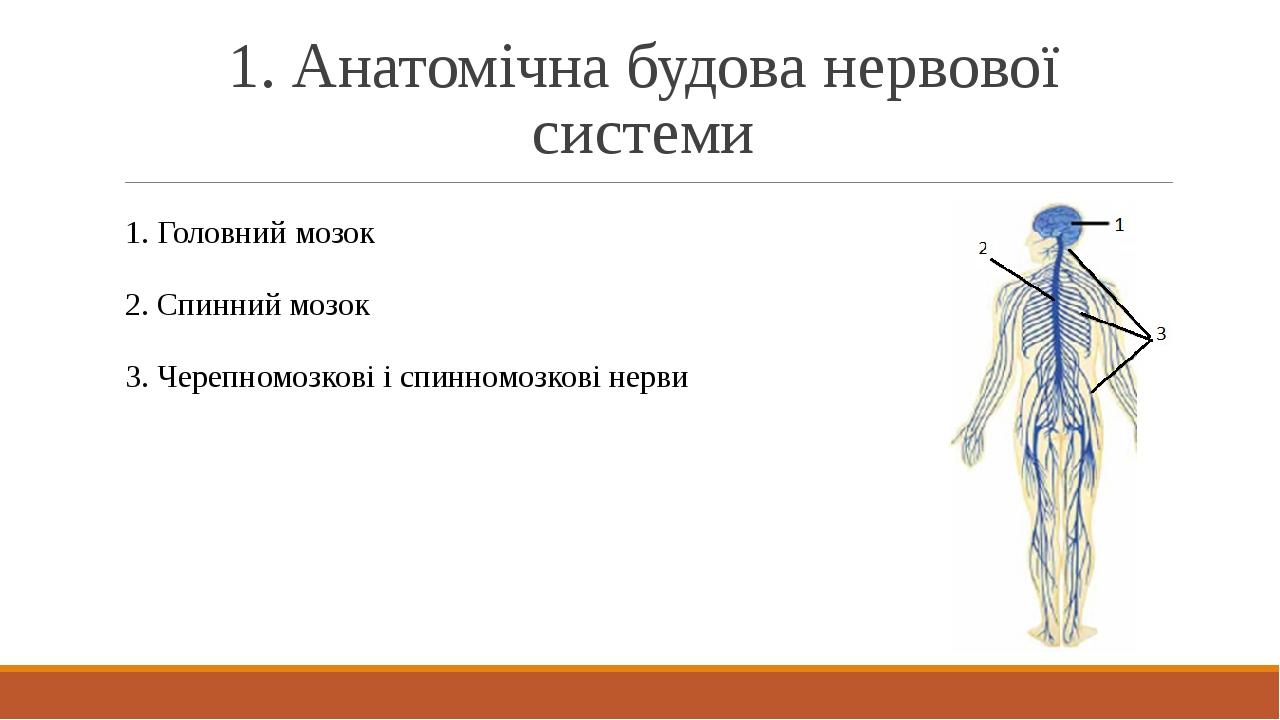 1. Анатомічна будова нервової системи 1. Головний мозок 2. Спинний мозок 3. Черепномозкові і спинномозкові нерви