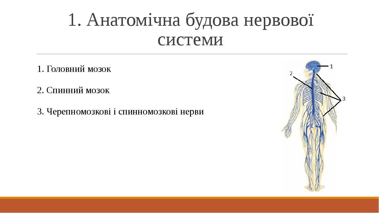 Презентація "Будова нервової системи. Центральна і периферійна нервова ...
