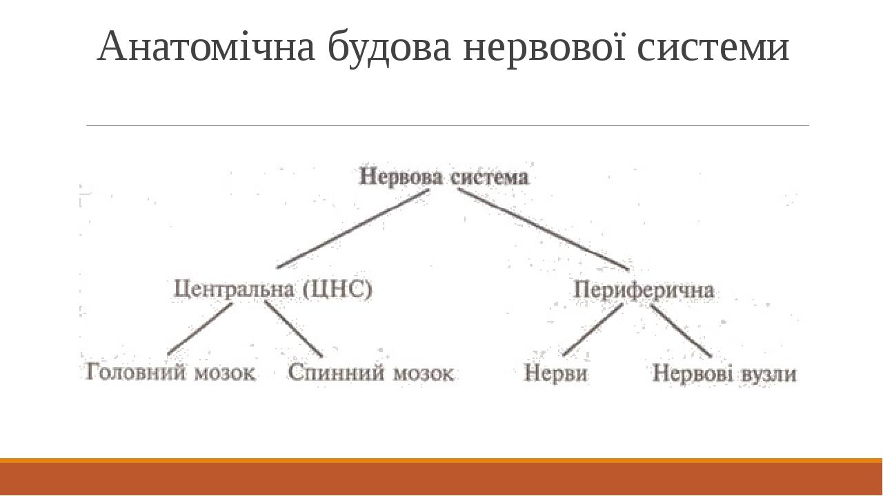 Анатомічна будова нервової системи