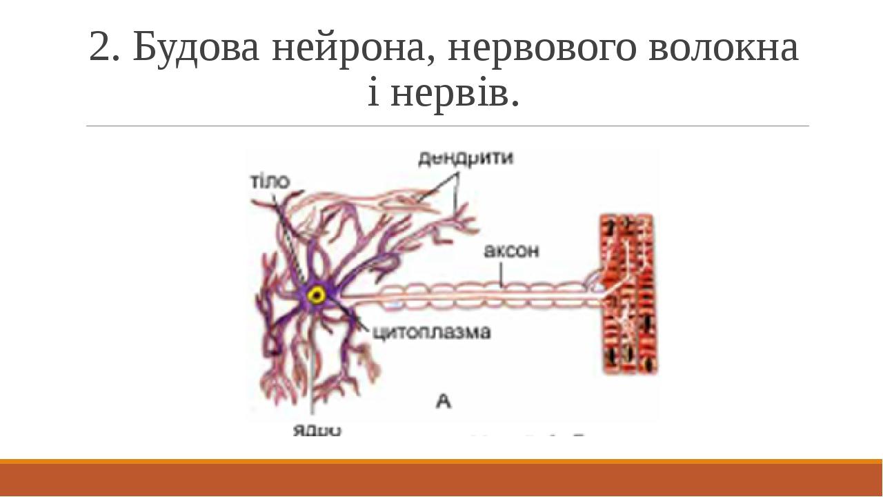 2. Будова нейрона, нервового волокна і нервів.