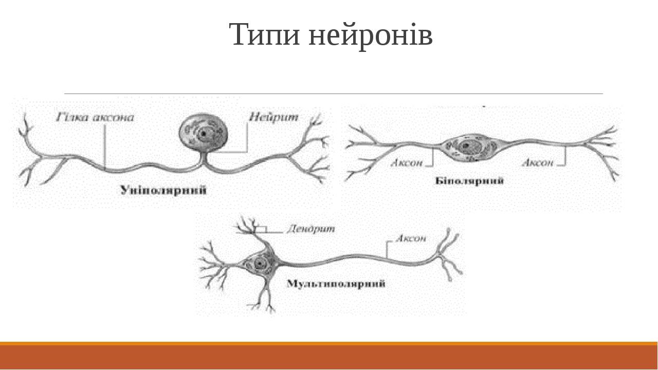 Типи нейронів