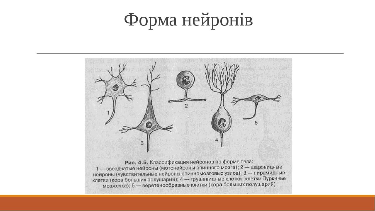 Форма нейронів