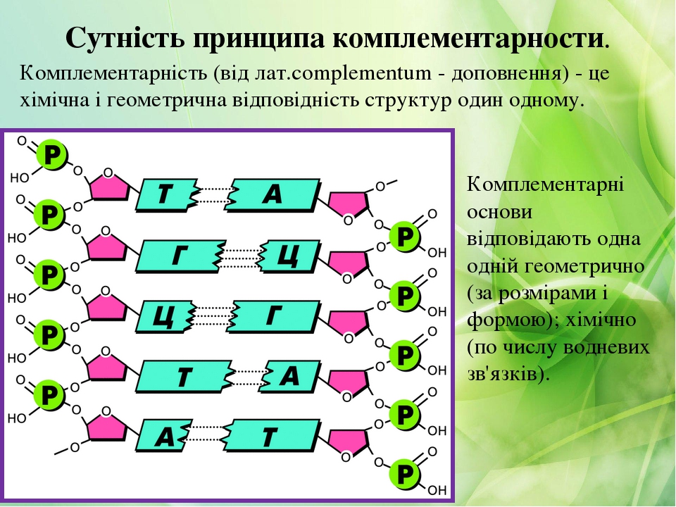 Таблица комплементарности днк и рнк