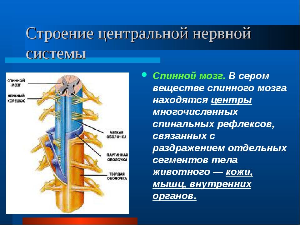 Схема строения центральной нервной системы