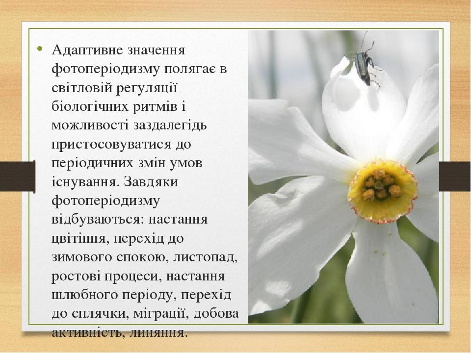 Адаптивне значення фотоперіодизму полягає в світловій регуляції біологічних ритмів і можливості заздалегідь пристосовуватися до періодичних змін ум...