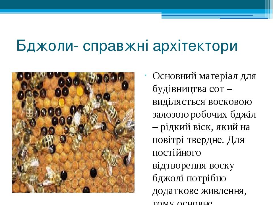 Бджоли- справжні архітектори Основний матеріал для будівництва сот – виділяється восковою залозою робочих бджіл – рідкий віск, який на повітрі твер...