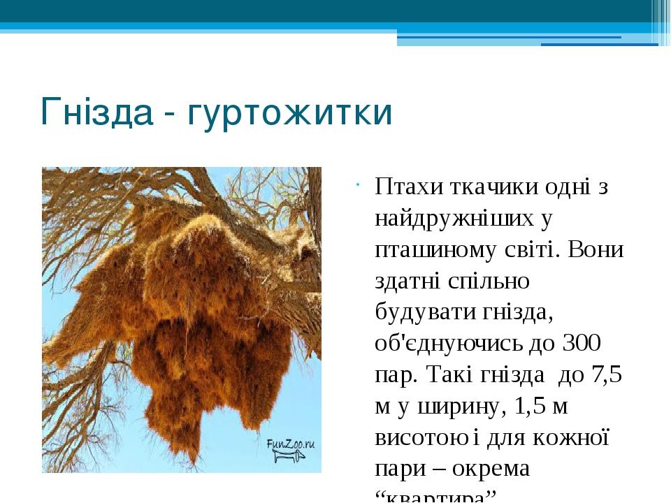 Гнізда - гуртожитки Птахи ткачики одні з найдружніших у пташиному світі. Вони здатні спільно будувати гнізда, об'єднуючись до 300 пар. Такі гнізда ...