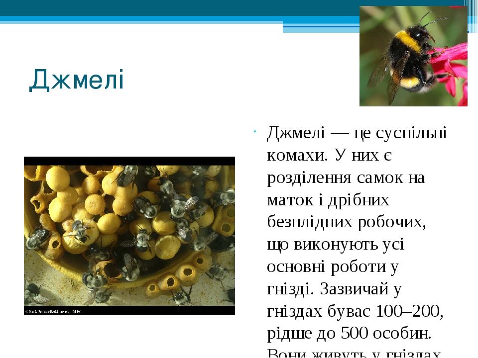 Джмелі Джмелі — це суспільні комахи. У них є розділення самок на маток і дрібних безплідних робочих, що виконують усі основні роботи у гнізді. Зазв...