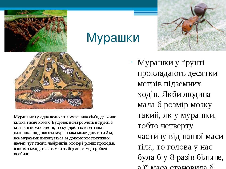 Мурашки Мурашки у ґрунті прокладають десятки метрів підземних ходів. Якби людина мала б розмір мозку такий, як у мурашки, тобто четверту частину ві...