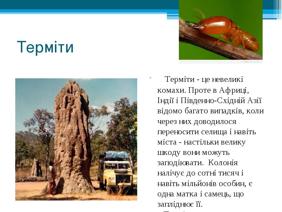 Терміти    Терміти - це невеликі комахи. Проте в Африці, Індії і Південно-Східній Азії відомо багато випадків, коли через них доводилося переносити...