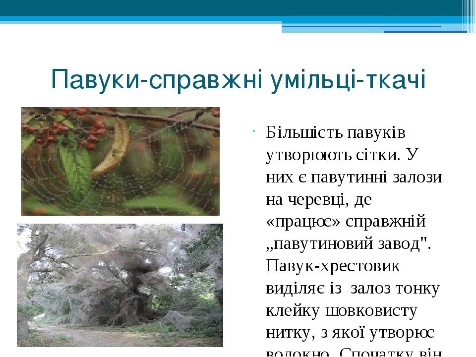 Павуки-справжні умільці-ткачі Більшість павуків утворюють сітки. У них є павутинні залози на черевці, де «працює» справжній „павутиновий завод". Па...