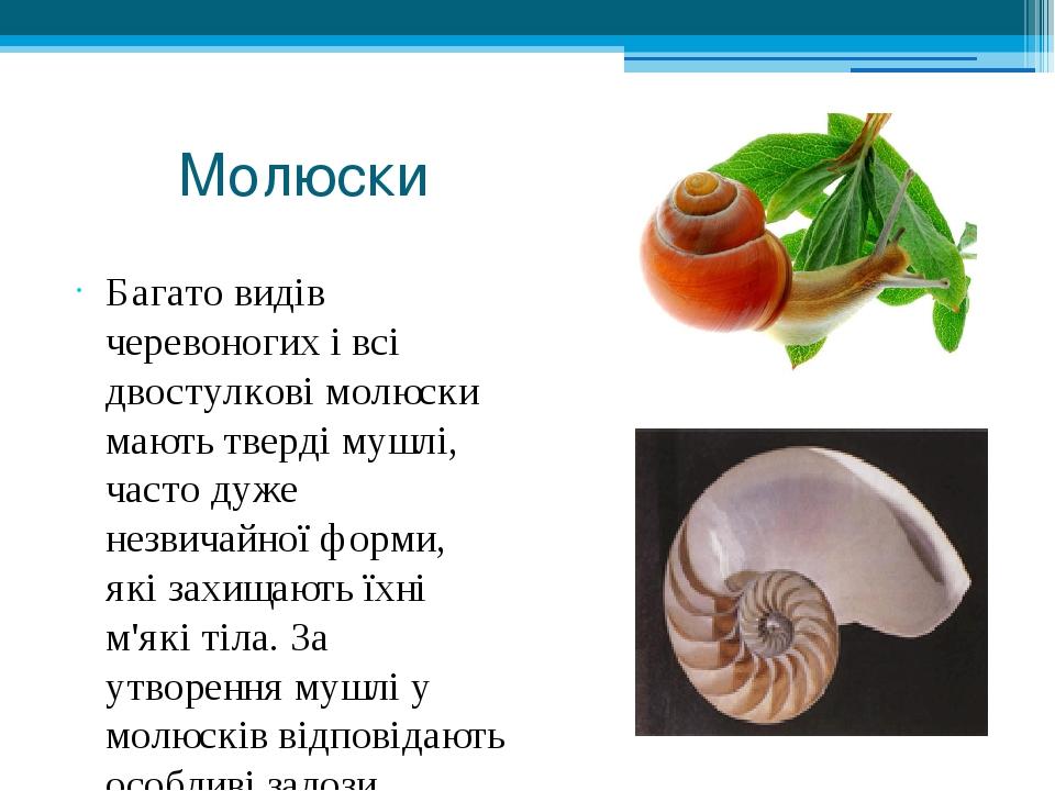 Молюски Багато видів черевоногих і всі двостулкові молюски мають тверді мушлі, часто дуже незвичайної форми, які захищають їхні м'які тіла. За утво...