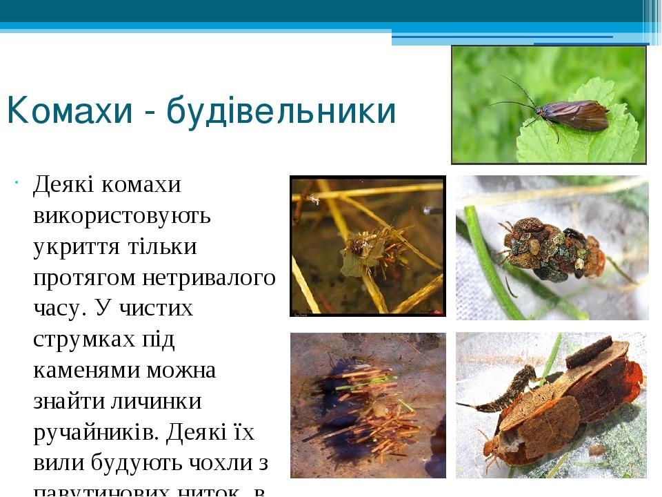 Комахи - будівельники Деякі комахи використовують укриття тільки протягом нетривалого часу. У чистих струмках під каменями можна знайти личинки руч...