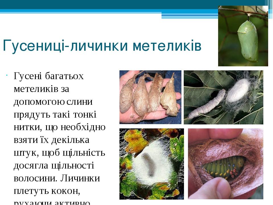 Гусениці-личинки метеликів Гусені багатьох метеликів за допомогою слини прядуть такі тонкі нитки, що необхідно взяти їх декілька штук, щоб щільніст...