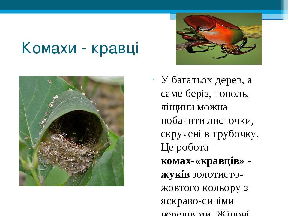 Комахи - кравці У багатьох дерев, а саме беріз, тополь, ліщини можна побачити листочки, скручені в трубочку. Це робота комах-«кравців» - жуків золо...
