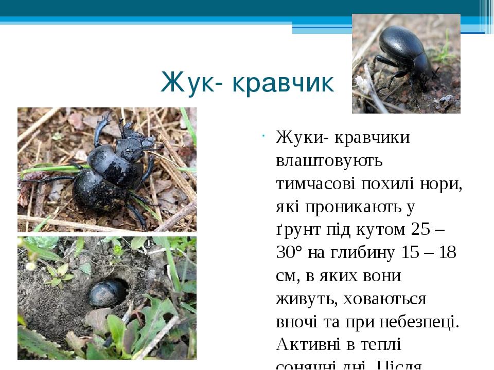Жук- кравчик Жуки- кравчики влаштовують тимчасові похилі нори, які проникають у ґрунт під кутом 25 – 30° на глибину 15 – 18 см, в яких вони живуть,...