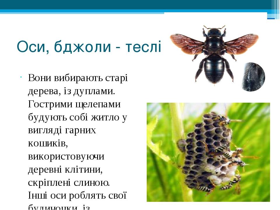Оси, бджоли - теслі Вони вибирають старі дерева, із дуплами. Гострими щелепами будують собі житло у вигляді гарних кошиків, використовуючи деревні ...