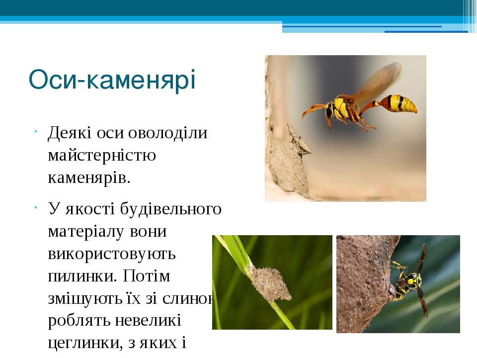 Оси-каменярі Деякі оси оволоділи майстерністю каменярів. У якості будівельного матеріалу вони використовують пилинки. Потім змішують їх зі слиною і...