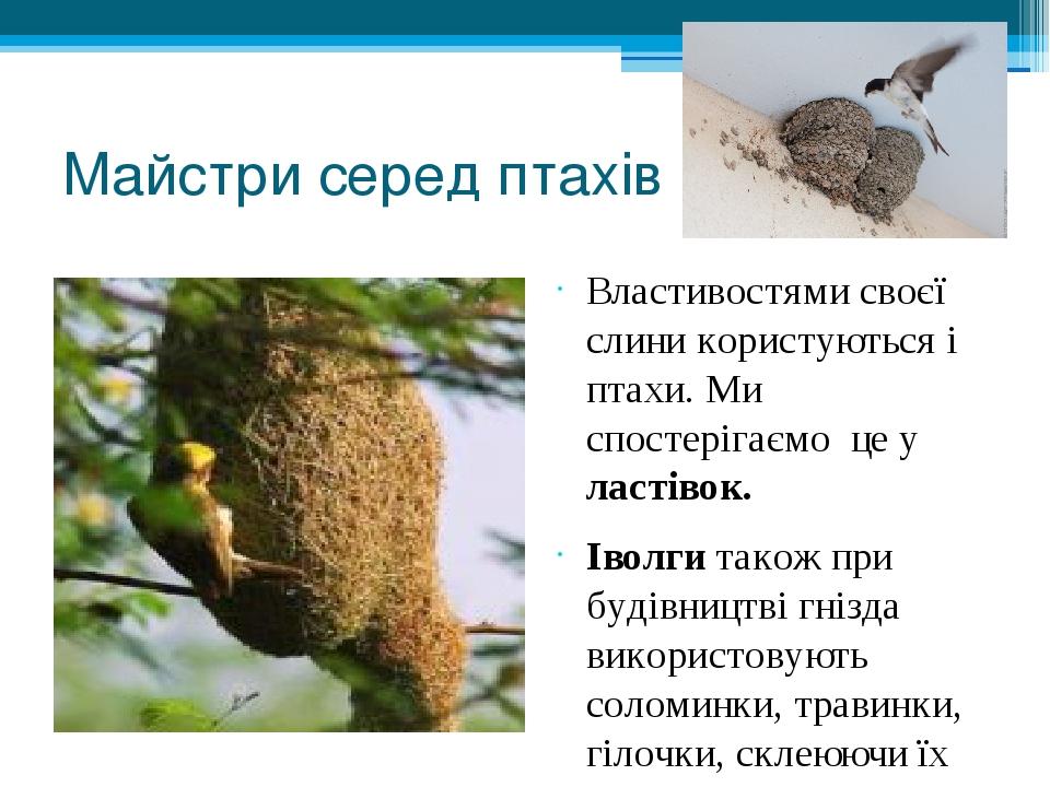 Майстри серед птахів Властивостями своєї слини користуються і птахи. Ми спостерігаємо це у ластівок.  Іволги також при будівництві гнізда використо...