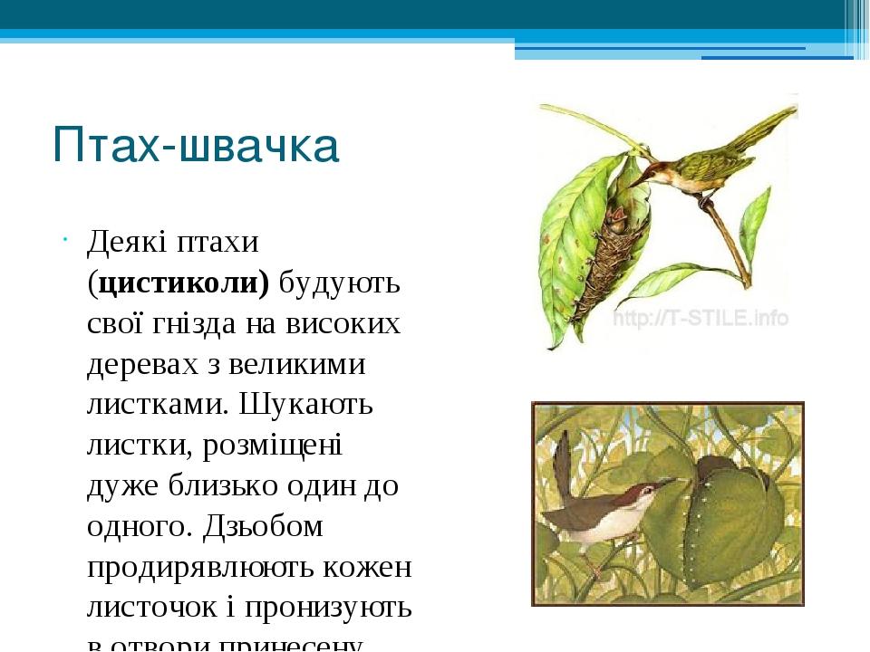 Птах-швачка Деякі птахи (цистиколи) будують свої гнізда на високих деревах з великими листками. Шукають листки, розміщені дуже близько один до одно...
