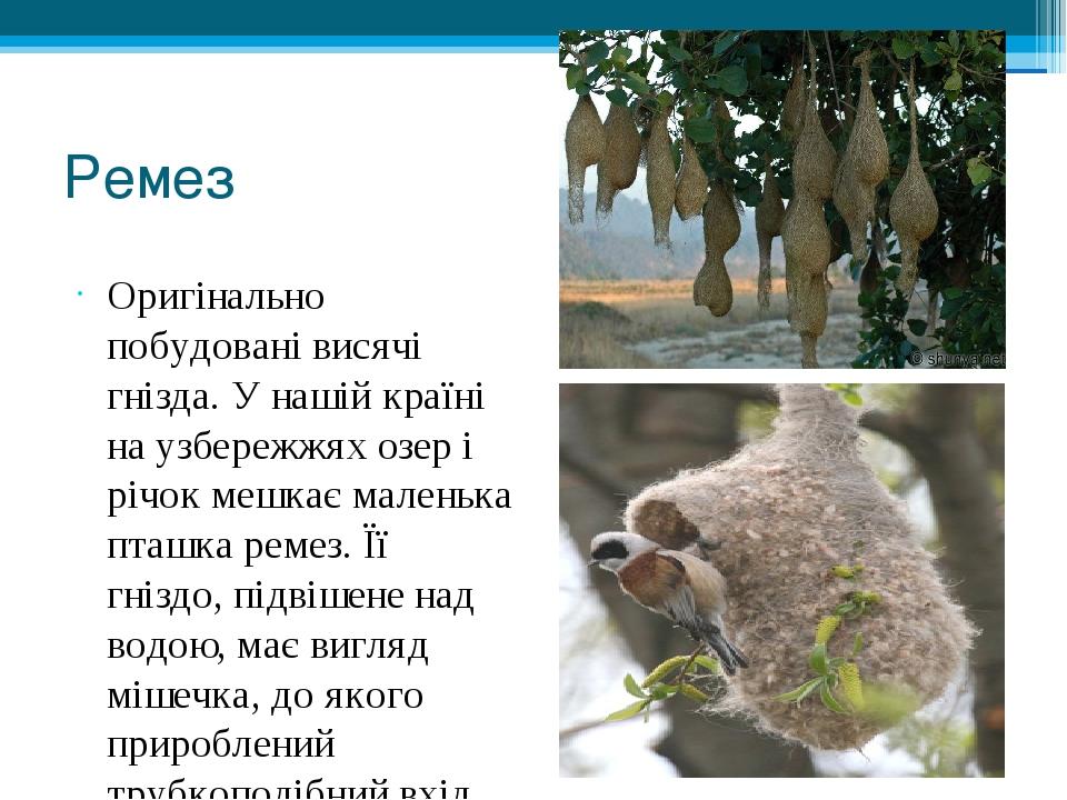 Ремез Оригінально побудовані висячі гнізда. У нашій країні на узбережжях озер і річок мешкає маленька пташка ремез. Її гніздо, підвішене над водою,...