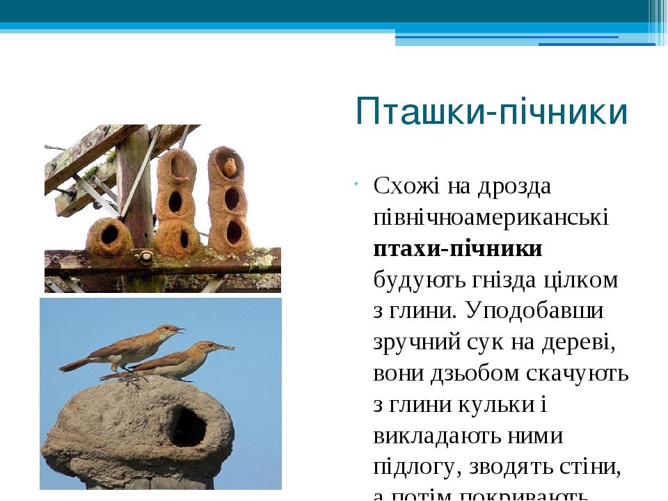 Пташки-пічники Схожі на дрозда північноамериканські птахи-пічники будують гнізда цілком з глини. Уподобавши зручний сук на дереві, вони дзьобом ска...