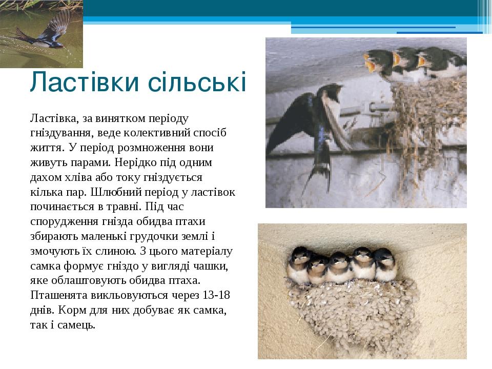 Ластівки сільські Ластівка, за винятком періоду гніздування, веде колективний спосіб життя. У період розмноження вони живуть парами. Нерідко під од...