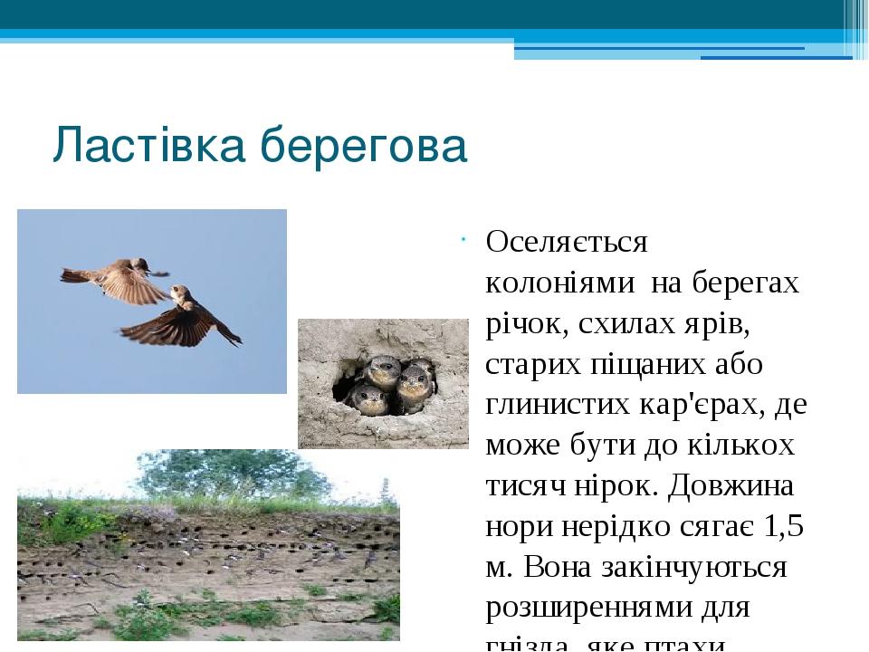 Ластівка берегова Оселяється колоніями  на берегах річок, схилах ярів, старих піщаних або глинистих кар'єрах, де може бути до кількох тисяч нірок. ...