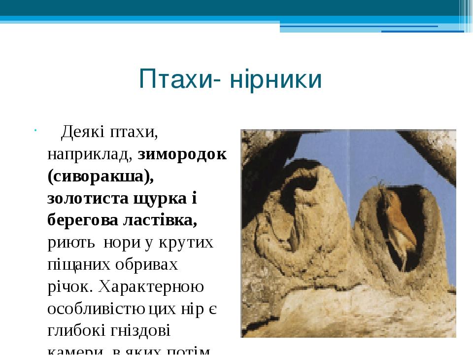 Птахи- нірники    Деякі птахи, наприклад, зимородок (сиворакша), золотиста щурка і берегова ластівка, риють нори у крутих піщаних обривах річок. Ха...