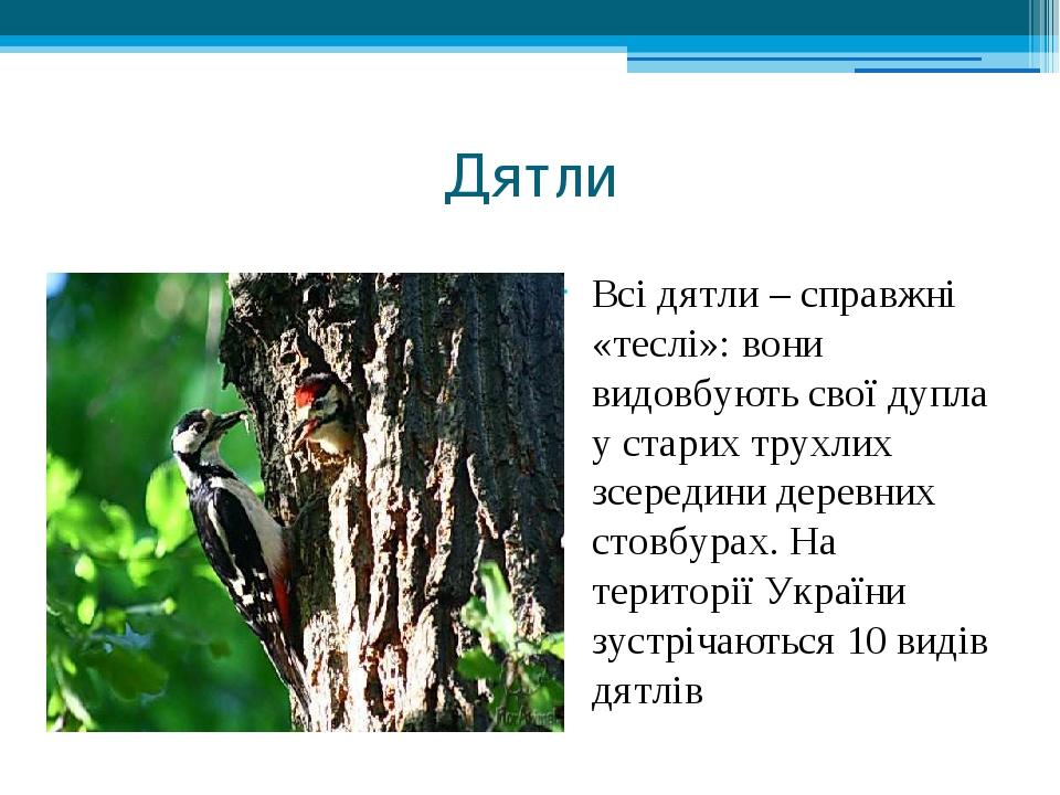Дятли Всі дятли – справжні «теслі»: вони видовбують свої дупла у старих трухлих зсередини деревних стовбурах. На території України зустрічаються 10...