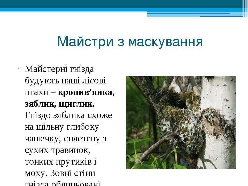 Майстри з маскування Майстерні гнізда будують наші лісові птахи – кропив’янка, зяблик, щиглик. Гніздо зяблика схоже на щільну глибоку чашечку, спле...