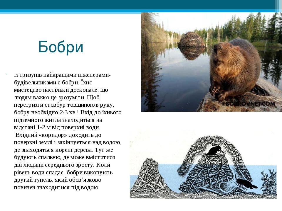 Бобри Із гризунів найкращими інженерами-будівельниками є бобри. Їхнє мистецтво настільки досконале, що людям важко це зрозуміти. Щоб перегризти сто...