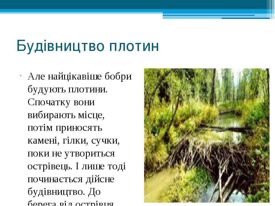 Будівництво плотин Але найцікавіше бобри будують плотини. Спочатку вони вибирають місце, потім приносять камені, гілки, сучки, поки не утвориться о...