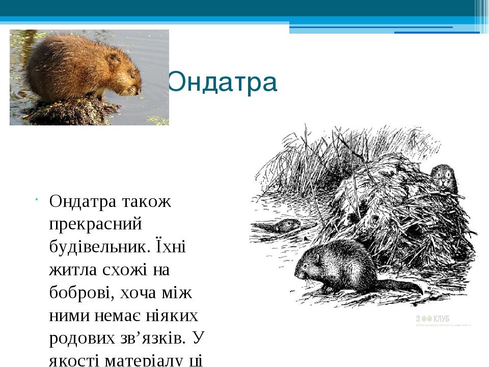 Ондатра Ондатра також прекрасний будівельник. Їхні житла схожі на боброві, хоча між ними немає ніяких родових зв’язків. У якості матеріалу ці твари...
