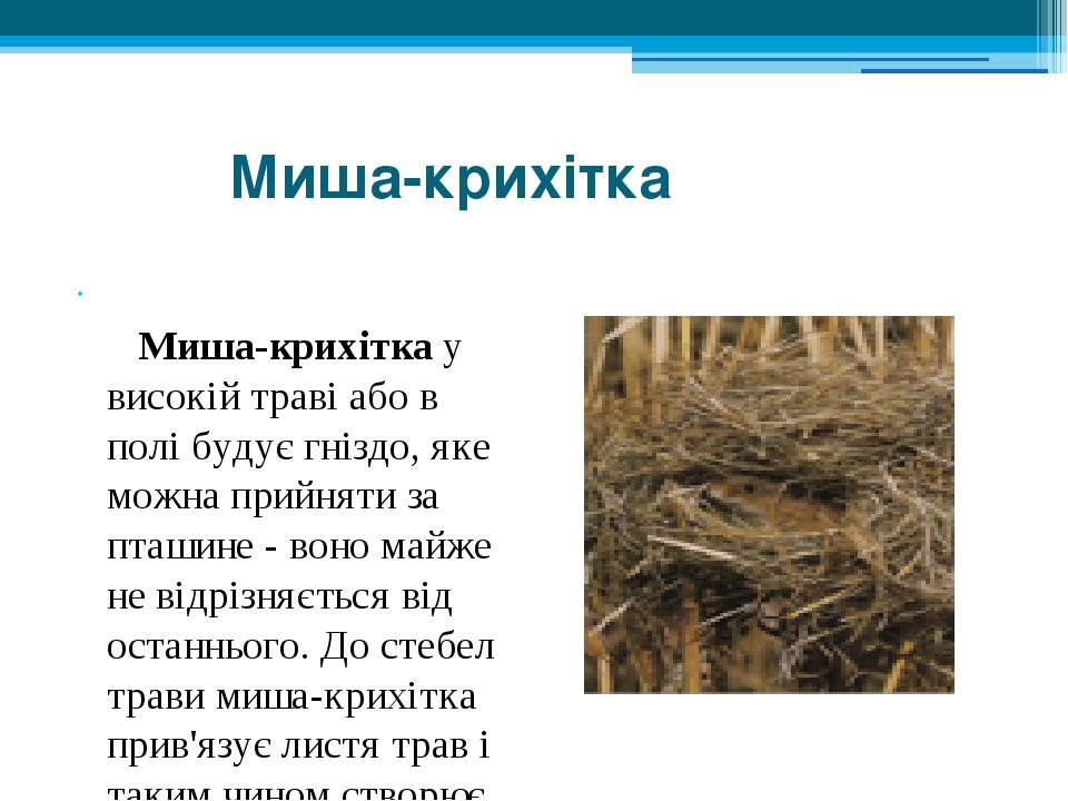 Миша-крихітка    Миша-крихітка у високій траві або в полі будує гніздо, яке можна прийняти за пташине - воно майже не відрізняється від останнього....