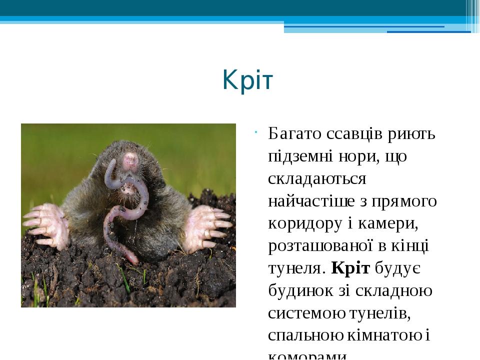 Кріт Багато ссавців риють підземні нори, що складаються найчастіше з прямого коридору і камери, розташованої в кінці тунеля. Кріт будує будинок зі ...
