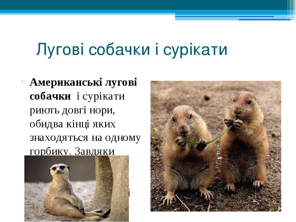 Лугові собачки і сурікати Американські лугові собачки і сурікати риють довгі нори, обидва кінці яких знаходяться на одному горбику. Завдяки цьому с...