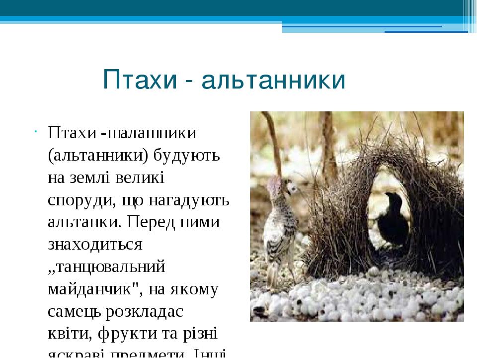 Птахи - альтанники Птахи -шалашники (альтанники) будують на землі великі споруди, що нагадують альтанки. Перед ними знаходиться „танцювальний майда...