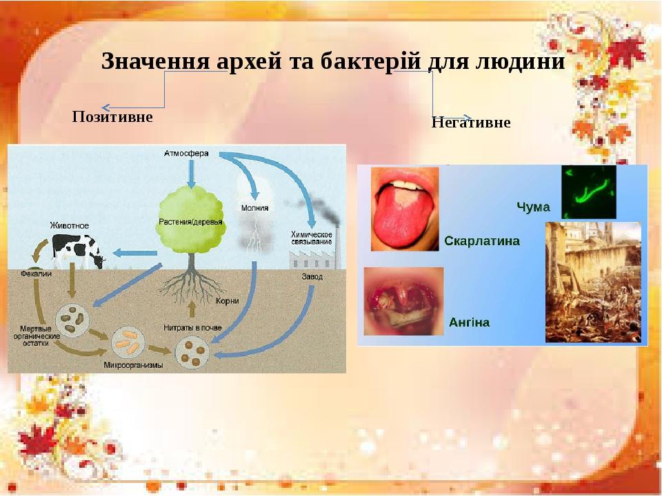 Значення архей та бактерій для людини Позитивне Негативне