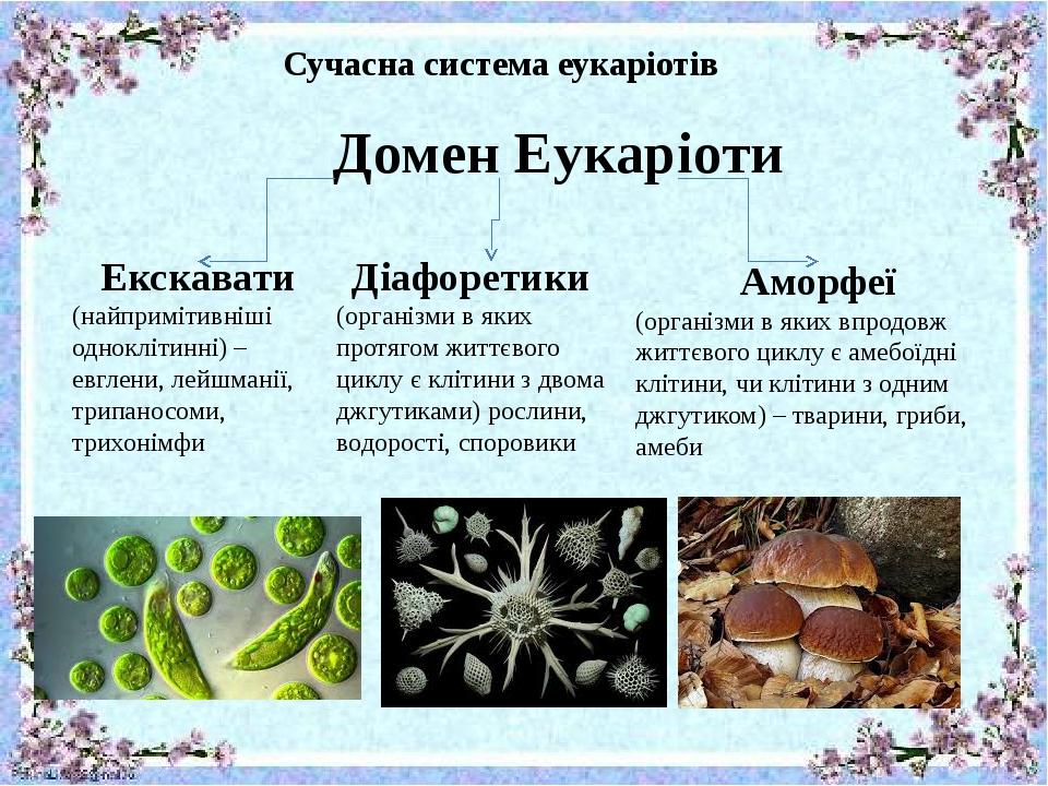 Сучасна система еукаріотів Домен Еукаріоти Екскавати (найпримітивніші одноклітинні) – евглени, лейшманії, трипаносоми, трихонімфи Діафоретики (орга...