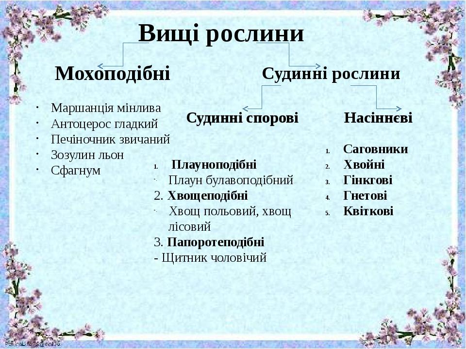 Вищі рослини Мохоподібні Судинні рослини Судинні спорові Насіннєві Маршанція мінлива Антоцерос гладкий Печіночник звичаний Зозулин льон Сфагнум Пла...