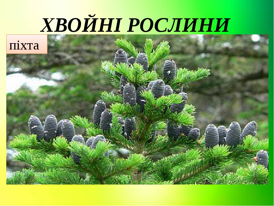 Презентація. Тема" Квіткові та хвойні рослини".