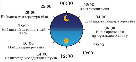 Реферат: Біоритми організму Добові біоритми Вплив місяця на добові біоритми