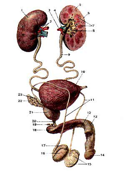 Половые органы мочевой системы. Анатомический атлас Мочеполовая система. Мочеполовой аппарат анатомия. Мочеполовой аппарат (apparatus urogenitalis) мужчины.. Атлас мочеполовой системы мужчины.