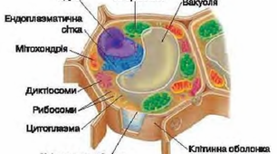 (Копія) Структура клітини 