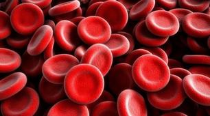 Кросворд з біології для 8 класу до уроку "Внутрішнє середовище організму. Кров, її склад та функції"
